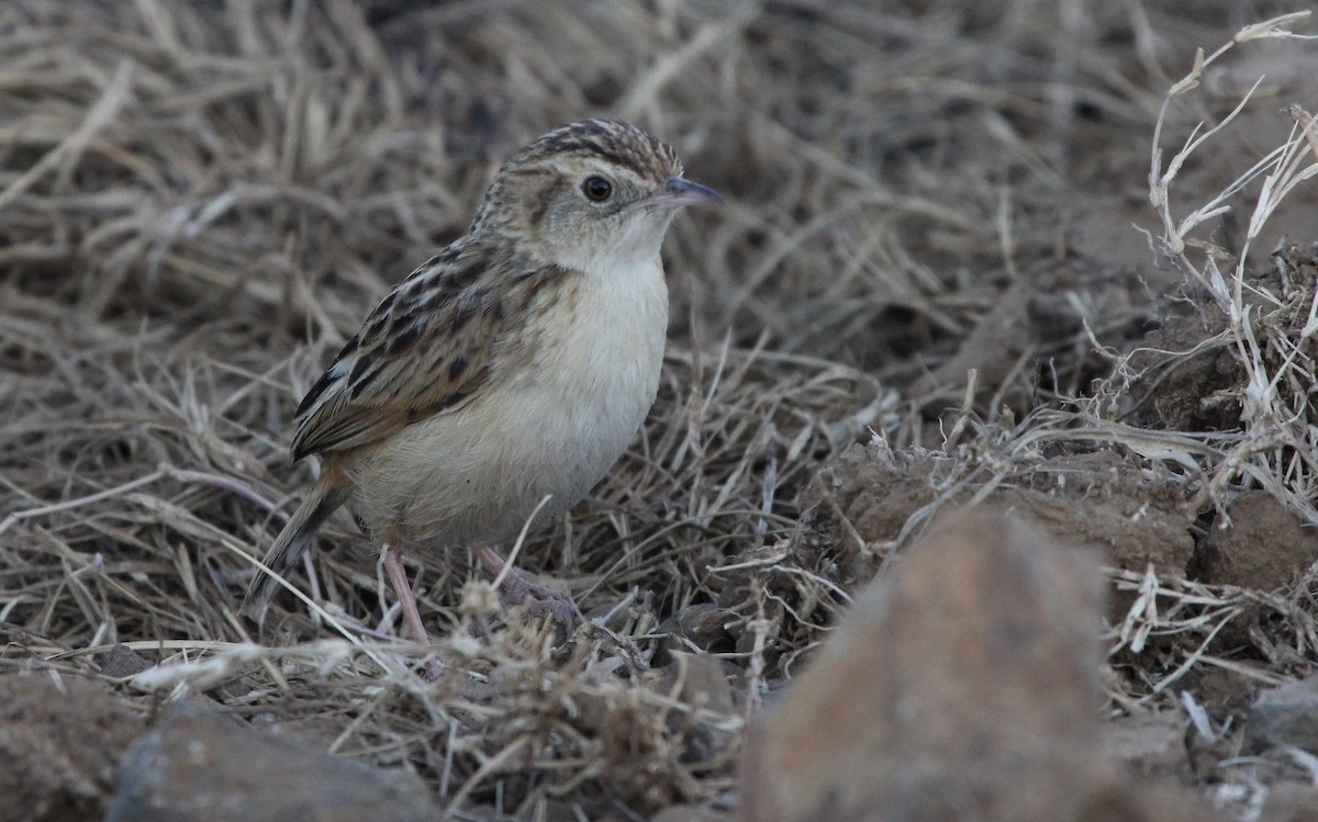 Cloud Cisticola (Cloud) - Andrew Sutherland