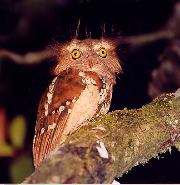 Sumatran Frogmouth - ML205475821