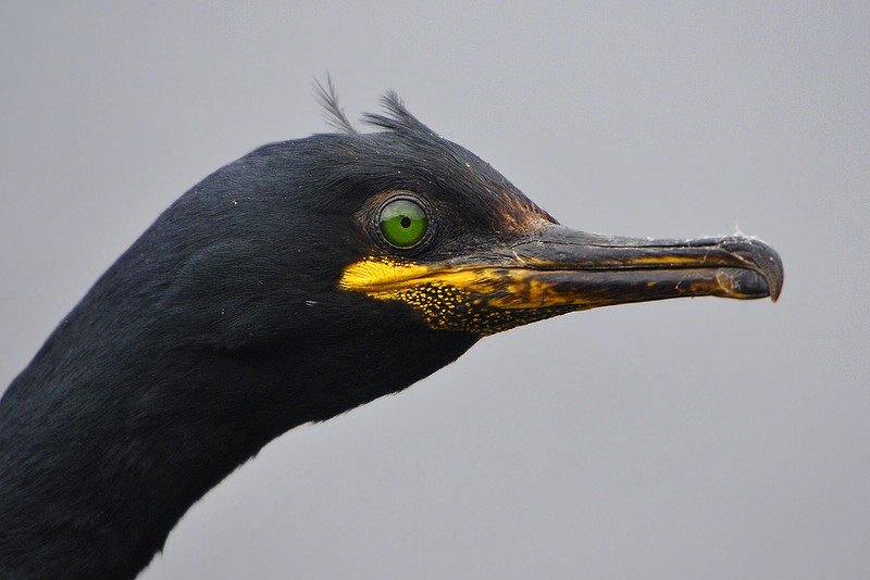 European Shag (Atlantic) - ML205475911