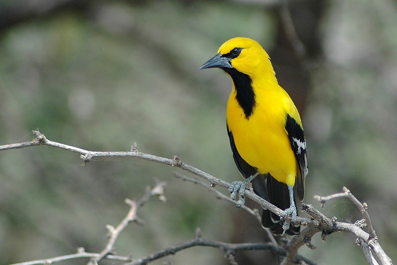 Yellow Oriole - ML205475941