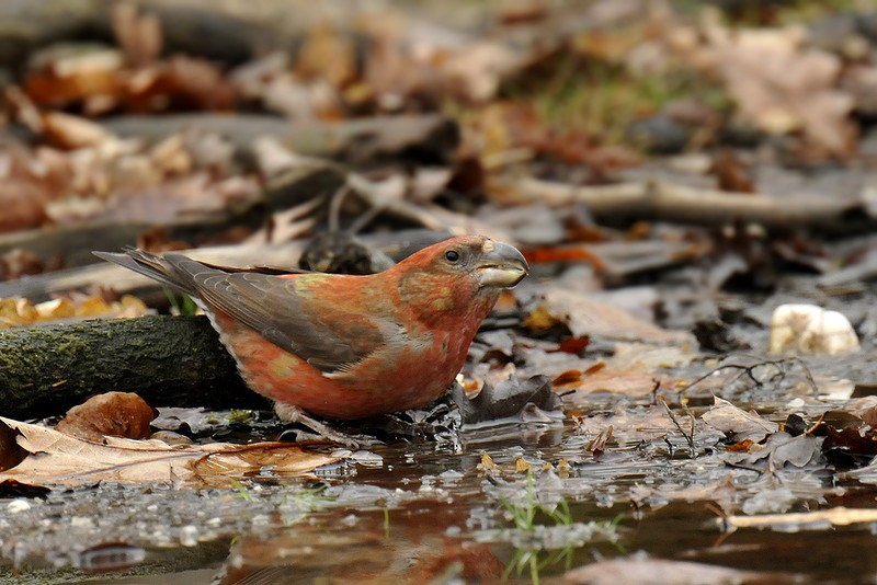 Parrot Crossbill - Gerard  Visser