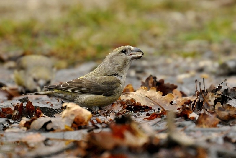 Parrot Crossbill - ML205475981