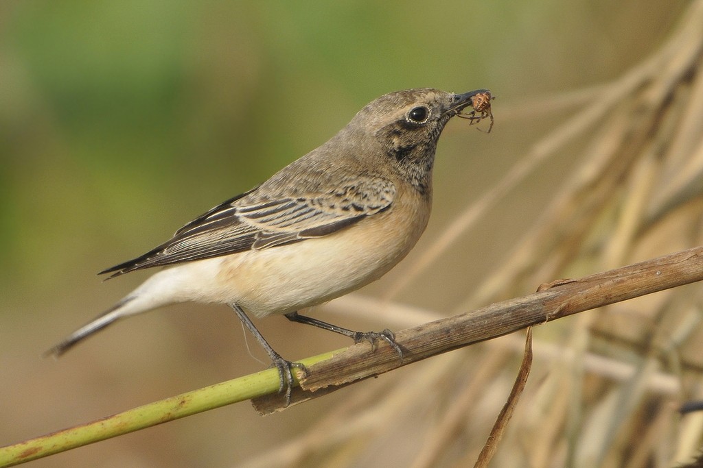 Pied Wheatear - Gerard  Visser