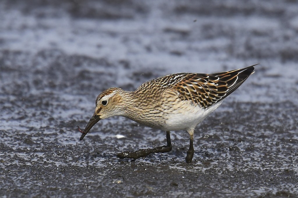 jespák skvrnitý - ML205476061