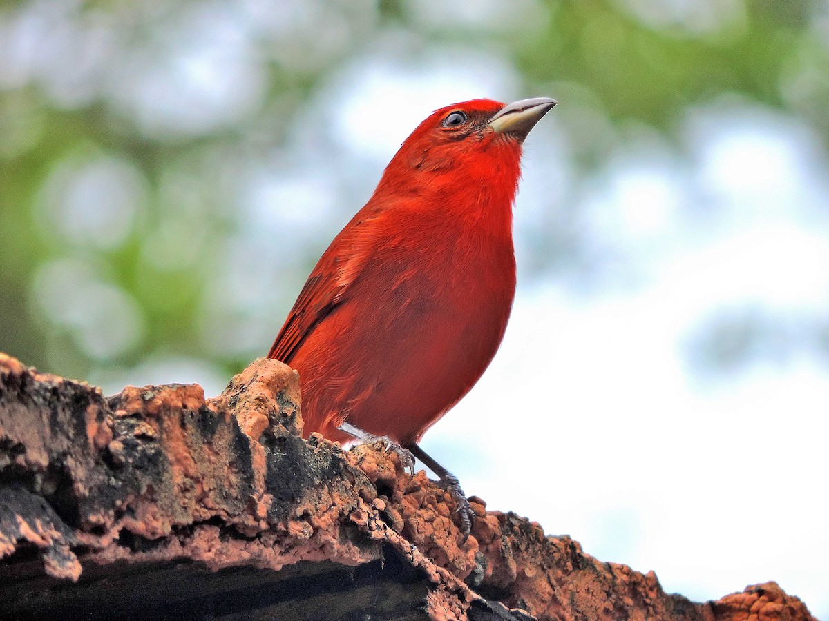 Hepatic Tanager (Highland) - Alfredo Rosas Romero
