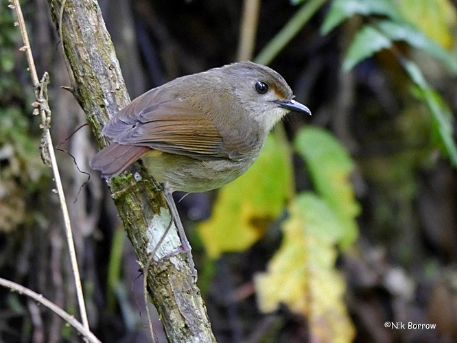 Usambara Akalat - Nik Borrow