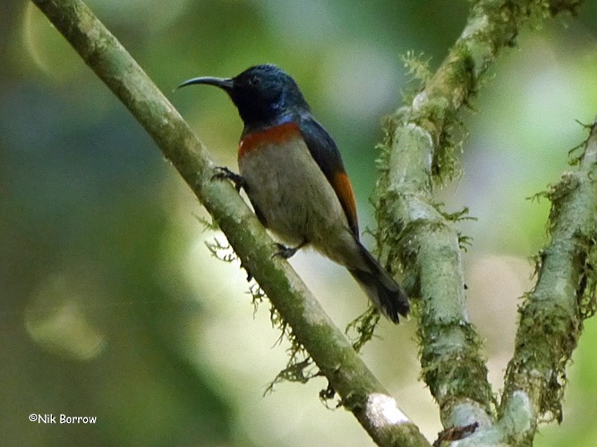 Rufous-winged Sunbird - Nik Borrow