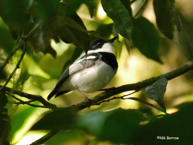 Dark Batis - Nik Borrow