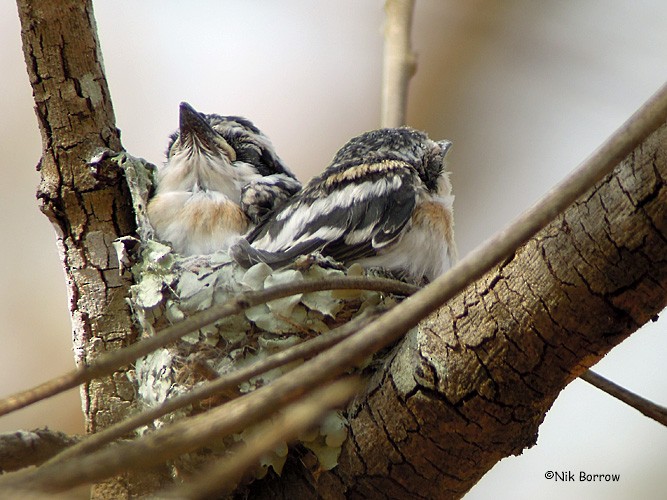 Pale Batis - ML205476541