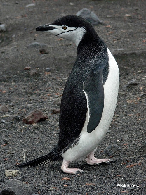 Пінгвін антарктичний - ML205476591