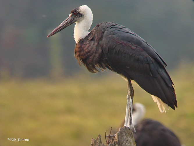 African Woolly-necked Stork - ML205476651