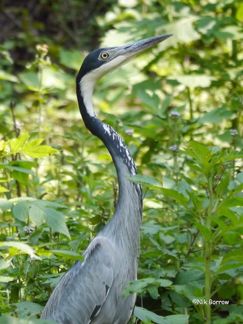 Black-headed Heron - ML205476771