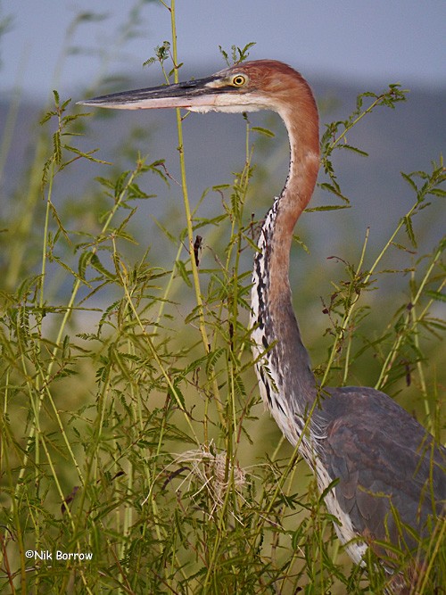 Goliath Heron - ML205476781