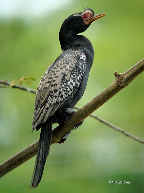 Long-tailed Cormorant - ML205476851