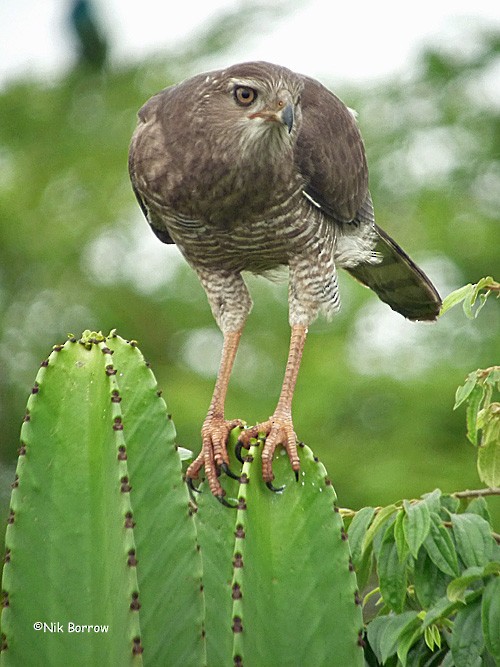 Dark Chanting-Goshawk - ML205476921