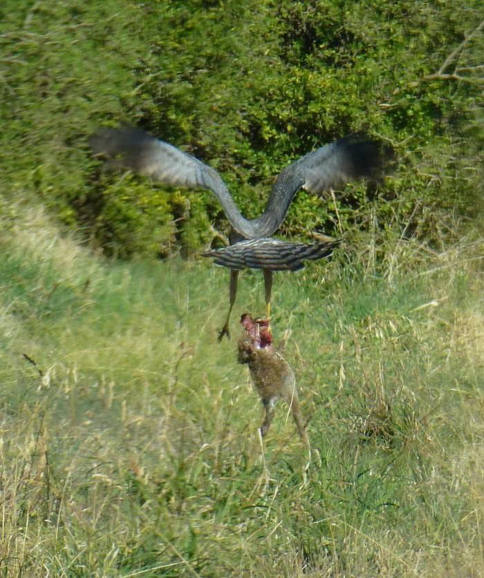 Spotted Harrier - ML205476981