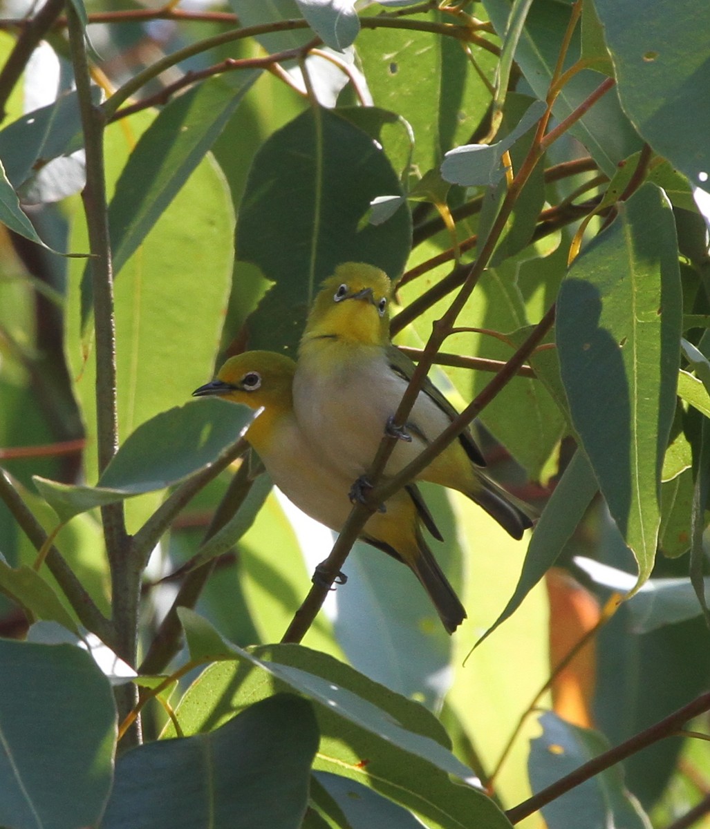 Ashy-bellied White-eye - ML205477141