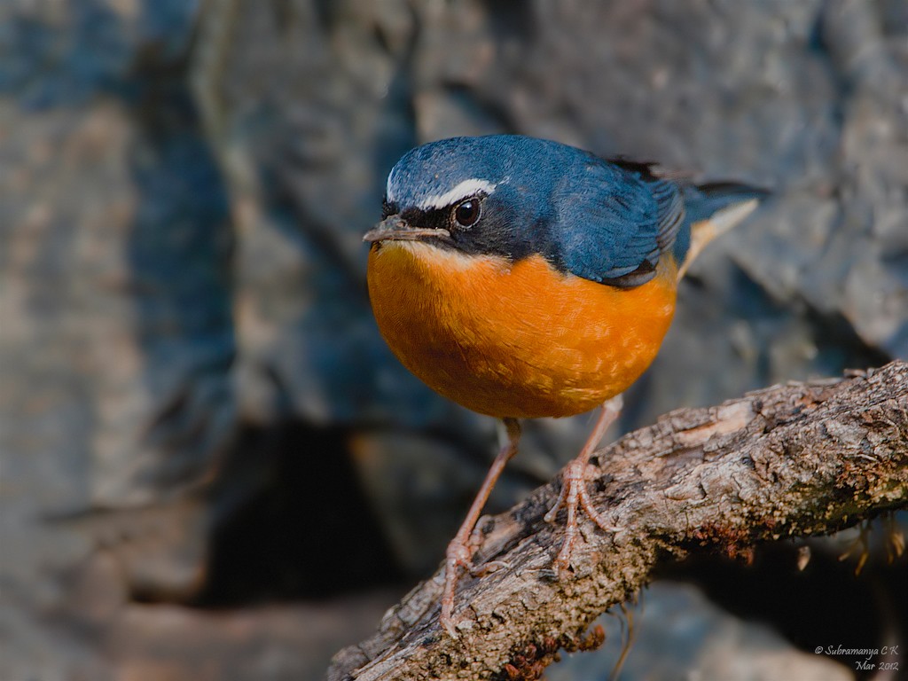 Indian Blue Robin - ML205477571