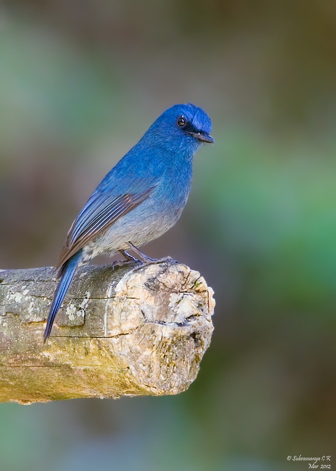 Nilgiri Flycatcher - ML205477591