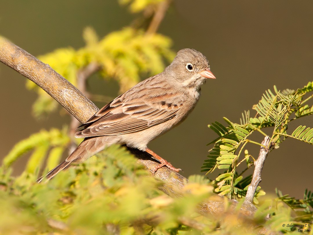 Gray-necked Bunting - ML205477601