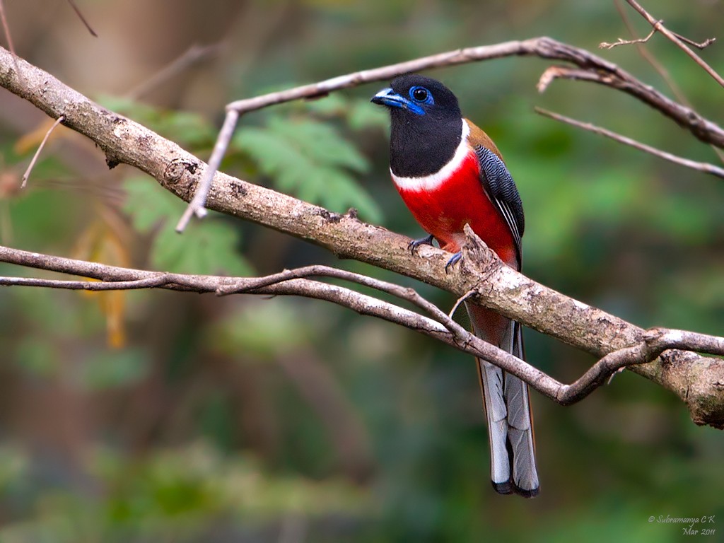 Malabar Trogon - Subramanya C K