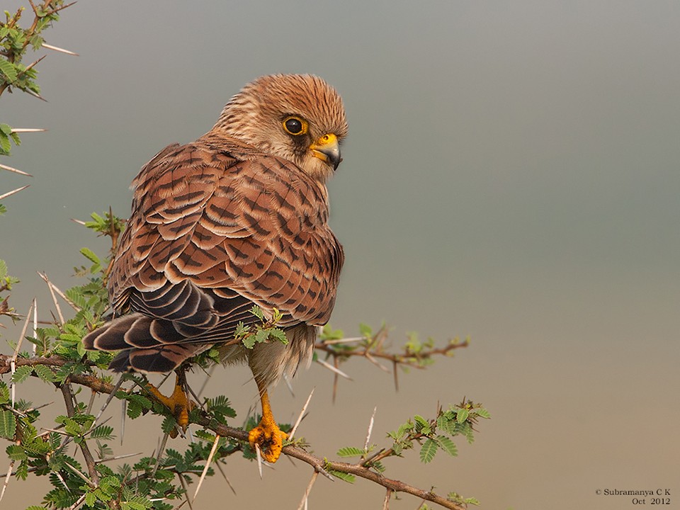 Lesser Kestrel - ML205477631