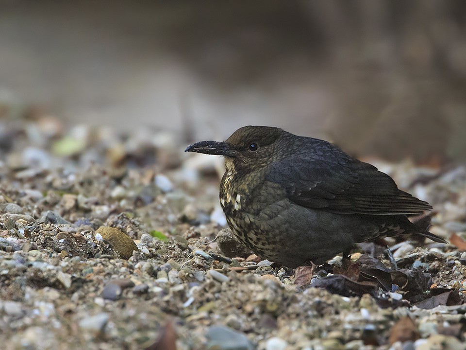 Long-billed Thrush - ML205477661