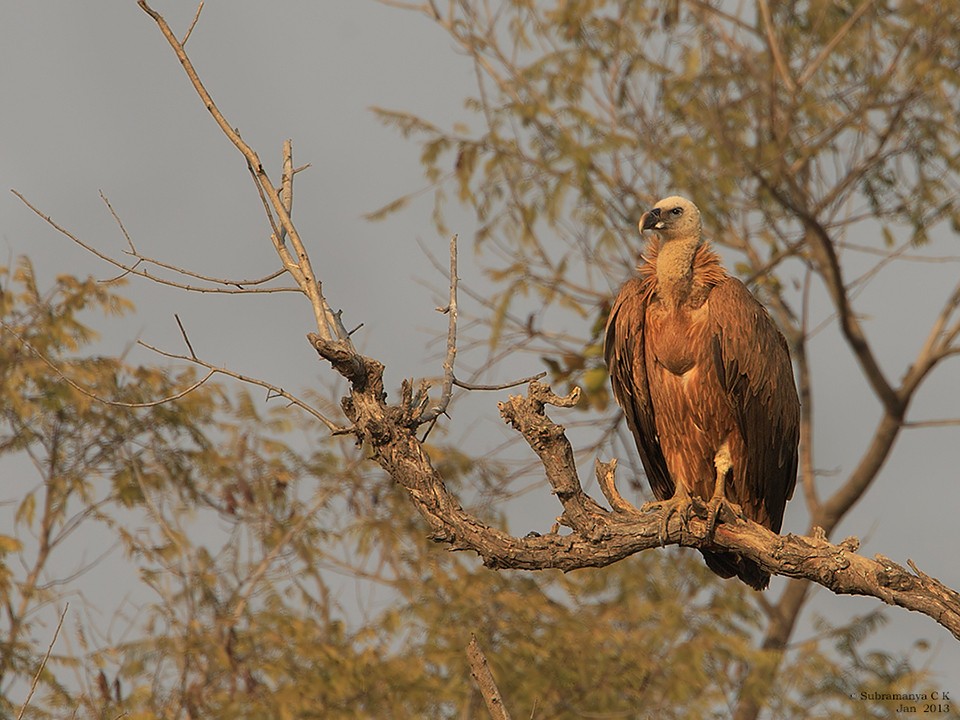 Eurasian Griffon - ML205477671