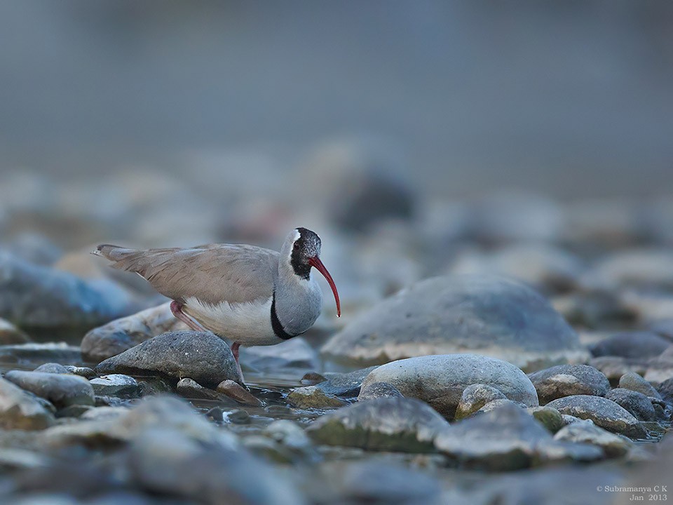 Ibisbill - Subramanya C K