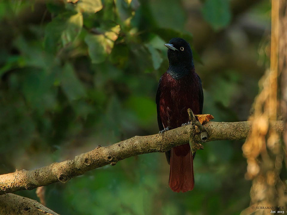 Maroon Oriole - ML205477741