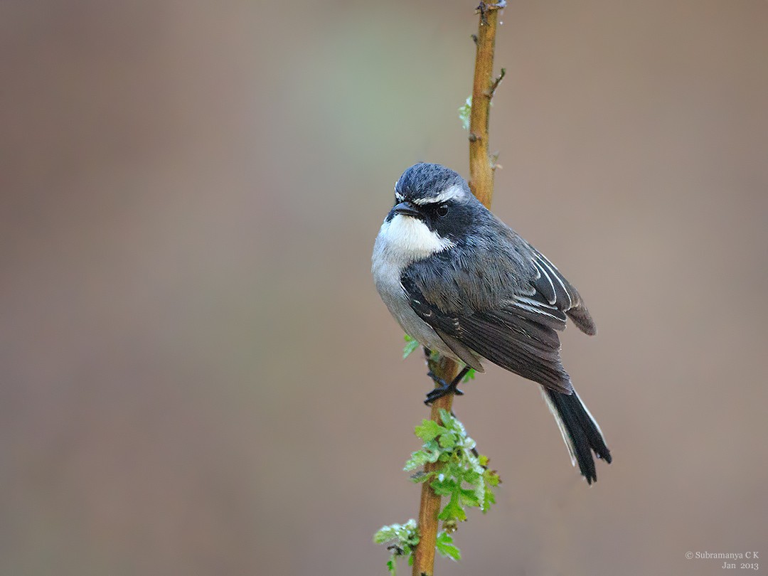 Gray Bushchat - ML205477821