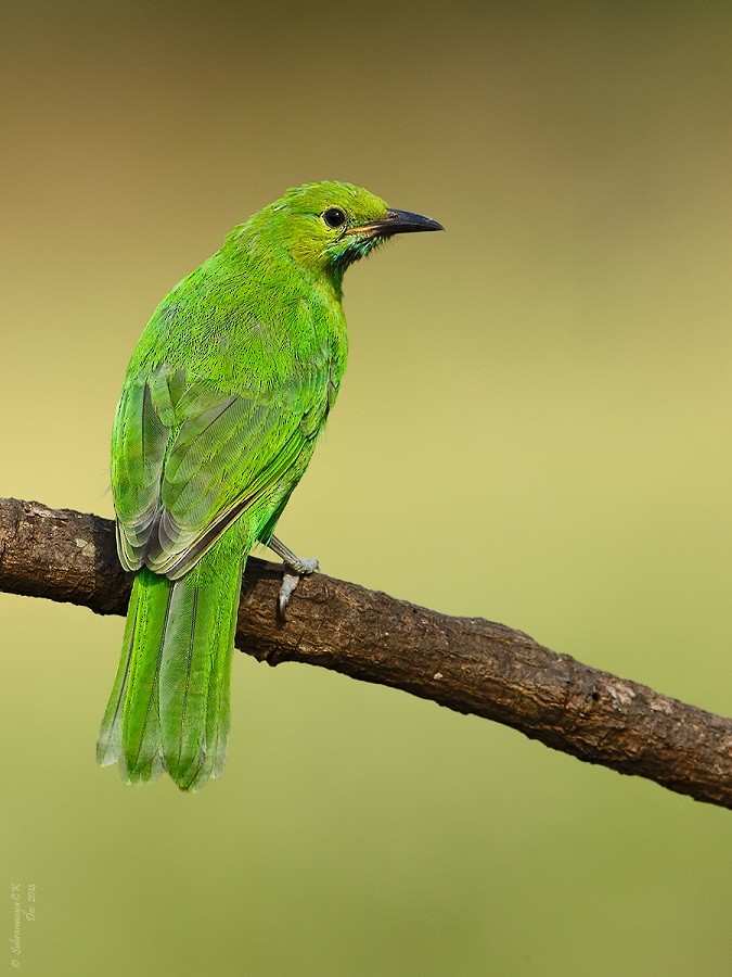 Jerdon's Leafbird - ML205477871