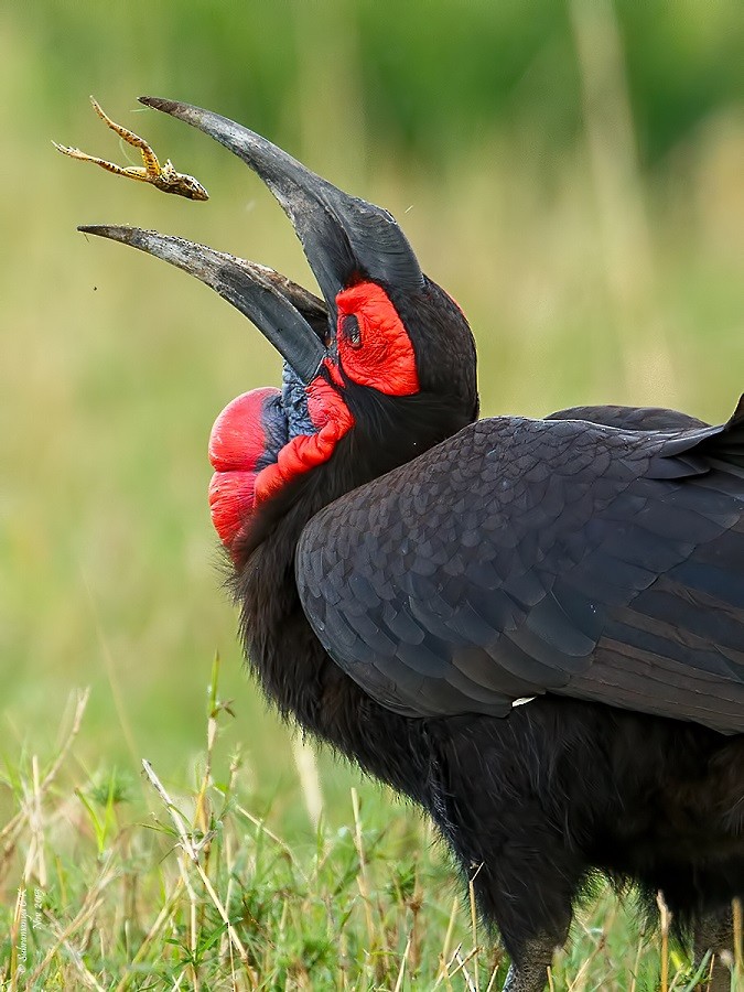 Southern Ground-Hornbill - ML205478021