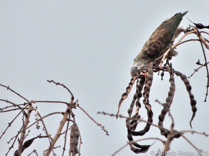 Red-billed Parrot - Alfredo Rosas