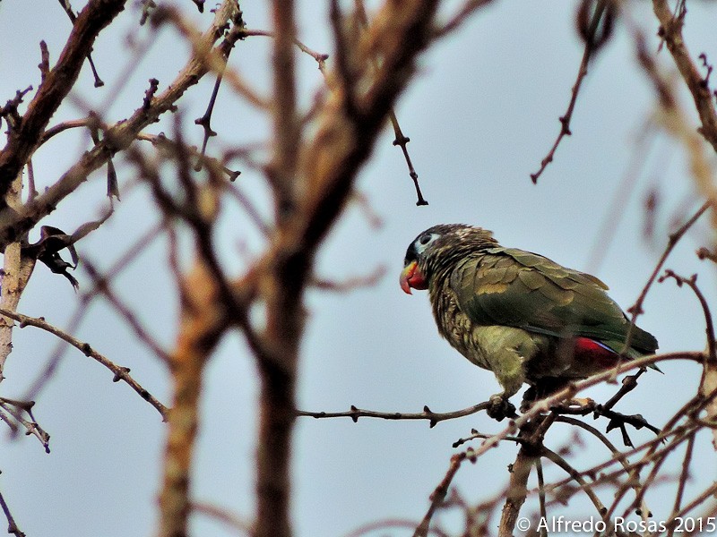 Папуга-червоногуз зеленоголовий - ML205478141
