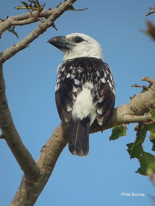 White-headed Barbet (White-headed) - ML205478791