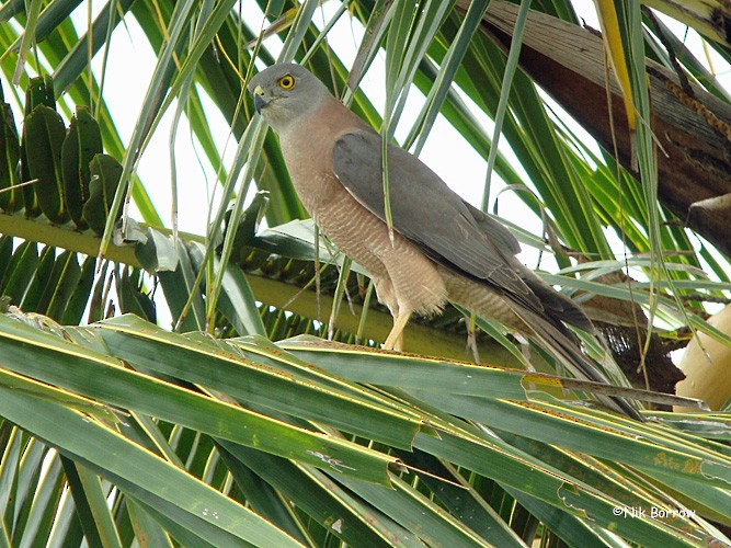 Collared Sparrowhawk - Nik Borrow