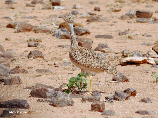 Little Brown Bustard - ML205478821