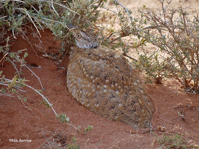 Little Brown Bustard - ML205478831