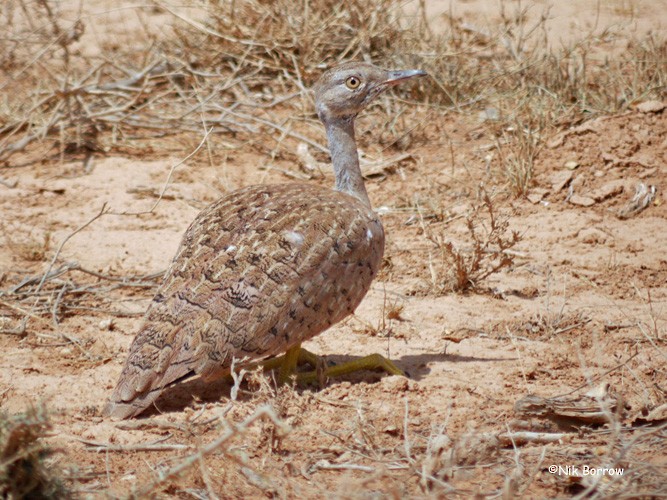 Little Brown Bustard - ML205478841