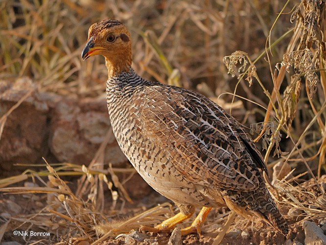 Coqui Francolin (Plain-breasted) - ML205478991