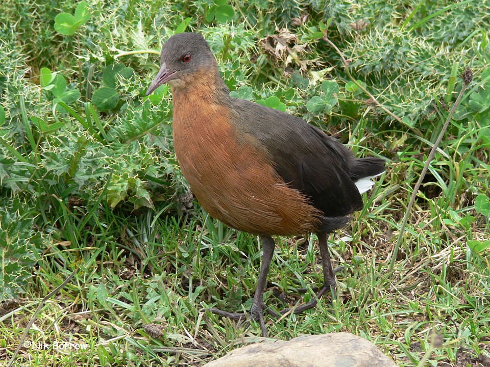 Rouget's Rail - ML205479181