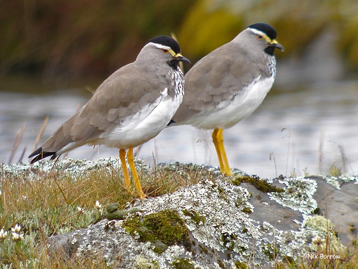 Spot-breasted Lapwing - Nik Borrow