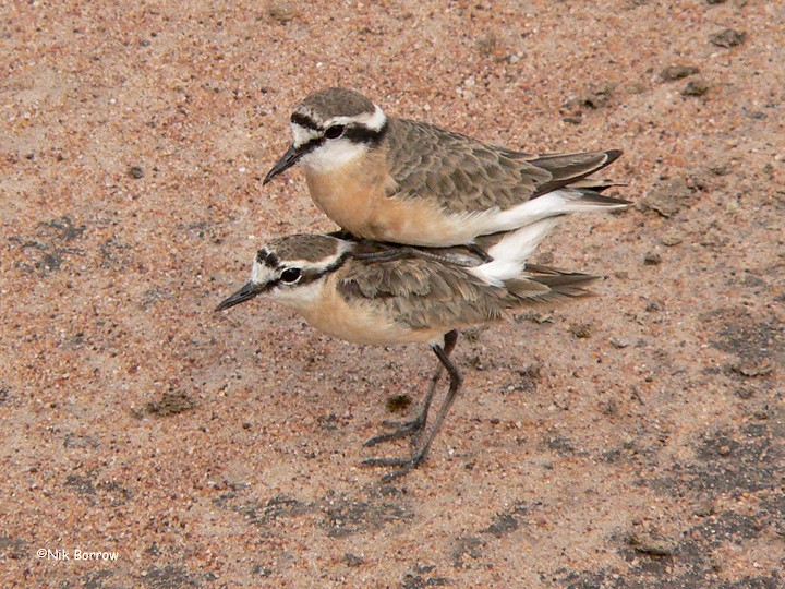 Kittlitz's Plover - ML205479371