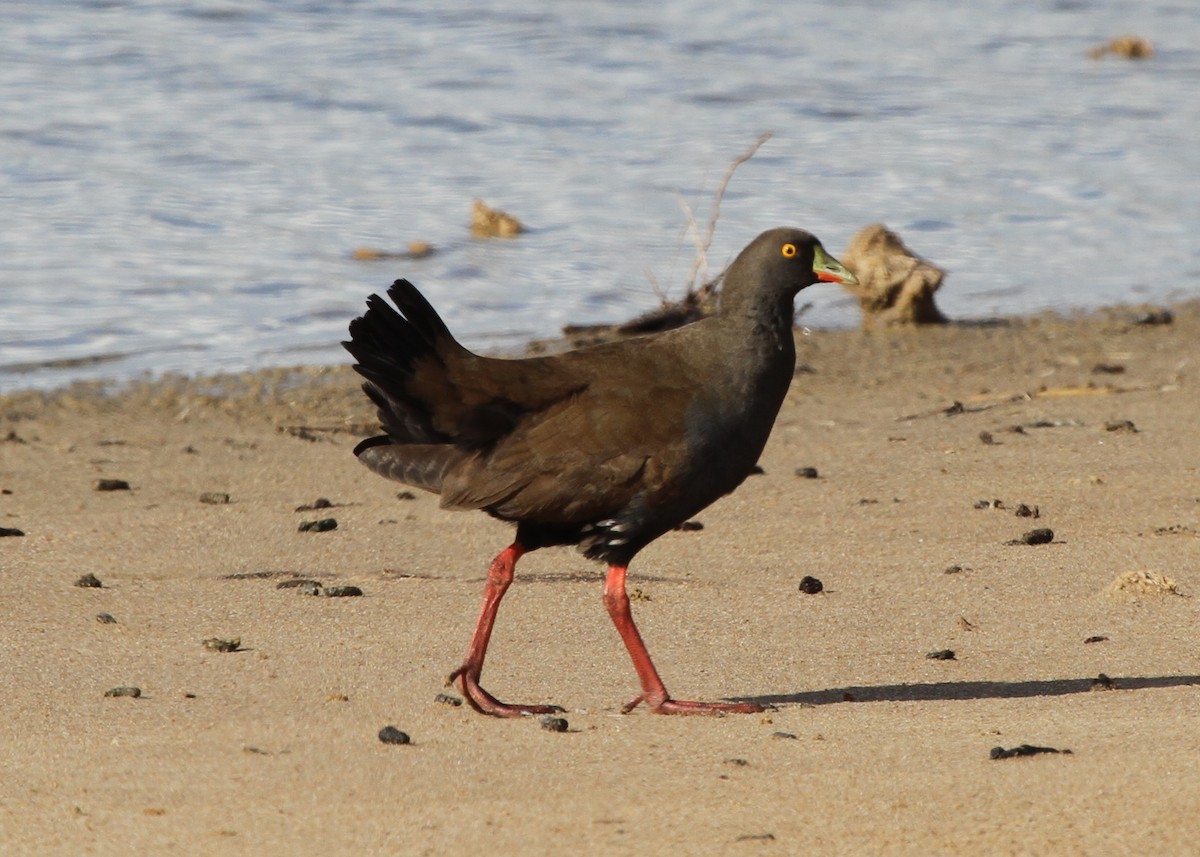 Black-tailed Nativehen - ML205479501