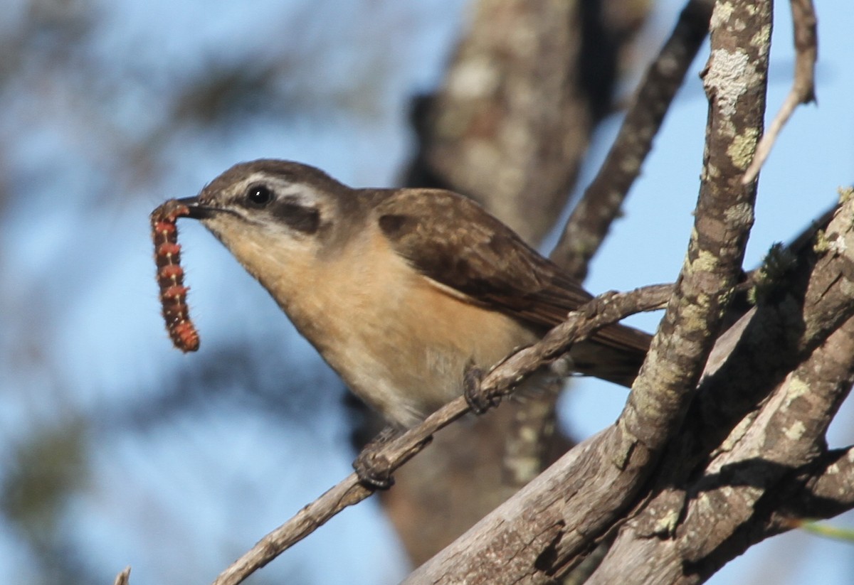 Black-eared Cuckoo - ML205479511