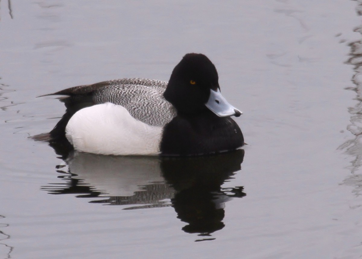 Lesser Scaup - Ian K Barker