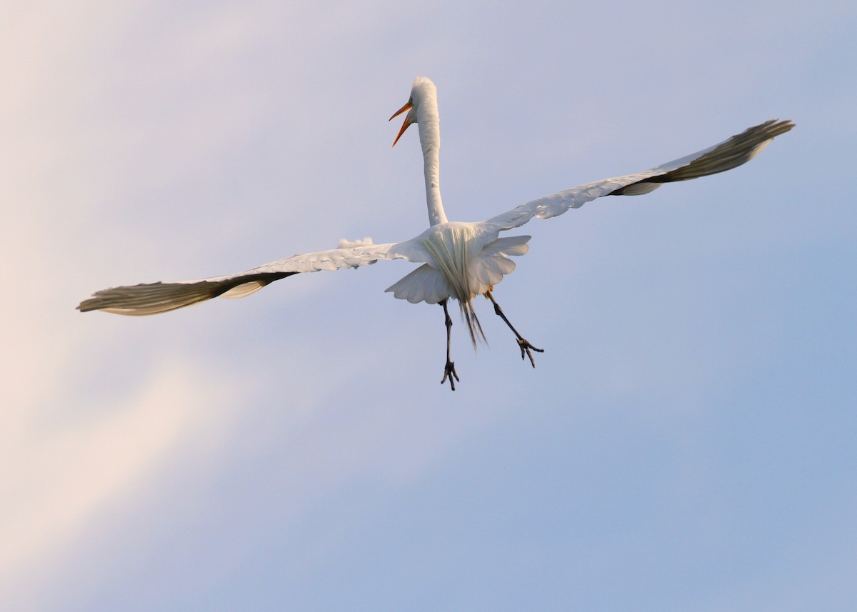Great Egret (American) - Ian K Barker