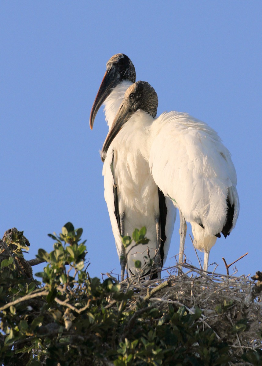 Wood Stork - ML205480281