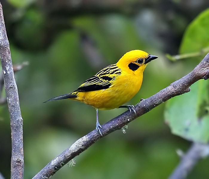 Golden Tanager (aurulenta Group) - ML205480831